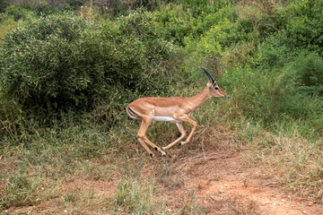 Impala - Aepyceros melampus, mała, szybka antylopa z afrykańskiej sawanny, młody samiec biegnący na sawannie, Park Narodowy Tsavo i rezerwat wzgórz Taita, Kenia
