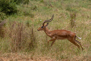 Impala - Aepyceros melampus, mała, szybka antylopa z afrykańskiej sawanny, samiec z dużymi rogami uciekający  na sawannie, Park Narodowy Tsavo i rezerwat wzgórz Taita, Kenia © Kamil_k2p
