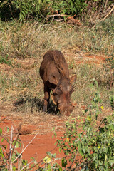 guziec (Phacochoerus), wypasający się na sawannie, Park Narodowy Tsavo i rezerwat wzgórz Taita, Kenia © Kamil_k2p