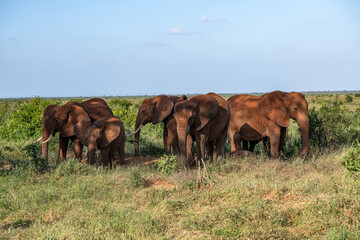 Słoń afrykański (Loxodonta africana), rodzina chroniąca się w cieniu drzew na sawannie w Park Narodowy Tsavo East, Kenia, Afryka © Kamil_k2p