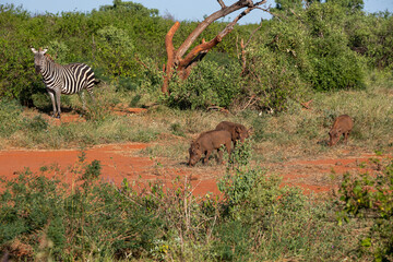 Zebra (Costae) i stado guźców (Phacochoerus),  wypasające się na sawannie, Park Narodowy Tsavo...