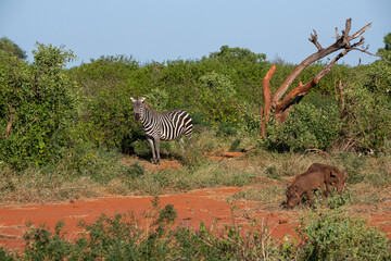 Zebra (Costae) i stado guźców (Phacochoerus),  wypasające się na sawannie, Park Narodowy Tsavo i rezerwat wzgórz Taita, Kenia © Kamil_k2p