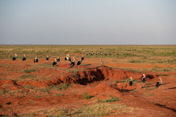 Bocian Biały (Ciconia ciconia) i Czapla Czarnogłowa (Ardea cinerea) duże stado na sawannie, Park Narodowy Tsavo i rezerwat wzgórz Taita, Kenia, Afryka © Kamil_k2p
