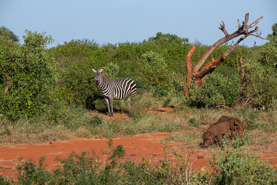 Zebra (Costae) i stado guźc&oacute;w (Phacochoerus),  wypasające się na sawannie, Park Narodowy Tsavo i rezerwat wzg&oacute;rz Taita, Kenia