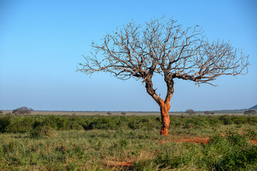 samotne drzewo w wytartym przez słonie czerwonym od ziemi pniem. Park Narodowy Tsavo i rezerwat wzgórz Taita, Kenia, Afryka © Kamil_k2p