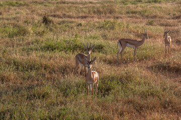 Impala - Aepyceros melampus, mała, szybka antylopa z afrykańskiej sawanny, stado wypasające się na sawannie, Park Narodowy Tsavo i rezerwat wzgórz Taita, Kenia