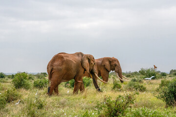 Słoń afrykański (Loxodonta africana), dwa samce pasące się na sawannie w Park Narodowy Tsavo East, Kenia, Afryka © Kamil_k2p
