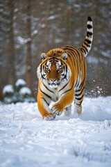 Obraz premium there is a tiger running through the snow in the woods