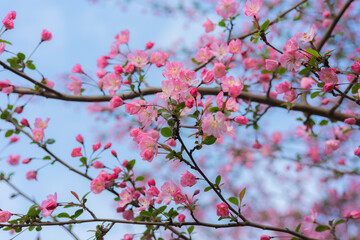 Blooming crabapple flowers