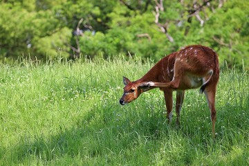 後ろ足で顔を掻くメスのシタツンガ