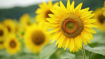 Fototapeta premium Field of yellow sunflowers with green leaves