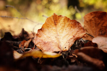 Autumn leaves in the forest