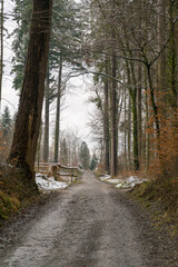 Fototapeta premium Way through a winter forest, with still some snow left on the ground, under a grey sky.. Vertical shot.