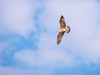soaring seagull