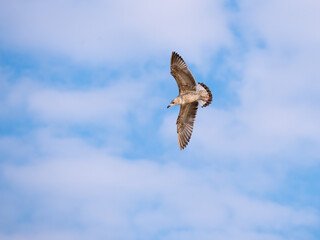 soaring seagull