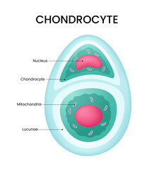 Diagram of Chondrocyte Cell Structure