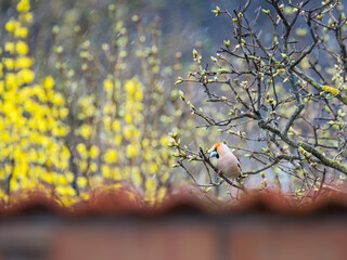 Hawfinch (Coccothraustes coccothraustes) sitting on a branch