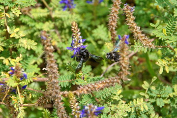 Black carpenter bees on blue wildflowers in Cotacachi, Ecuador