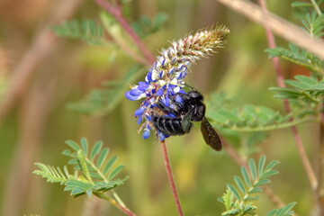 Black carpenter bee on a blue wildflower in Cotacachi, Ecuador