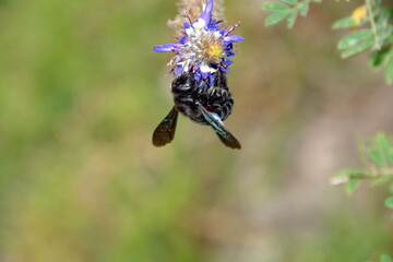 Black carpenter bee on a blue wildflower in Cotacachi, Ecuador