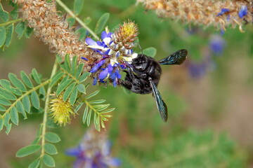 Black carpenter bee on a blue wildflower in Cotacachi, Ecuador