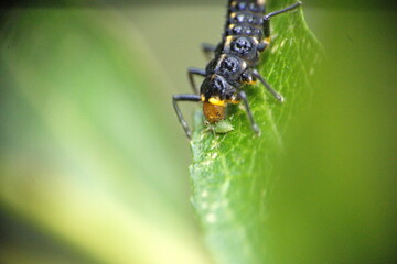 Ladybug larva eating an aphid on a leaf in Cotacachi, Ecuador