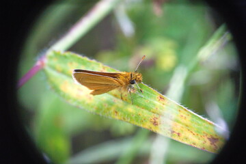 Orange skipper butterfly on a dry blade of grass in Cotacachi, Ecuador