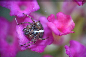Jumping spider on a tiny, purple orchid in Cotacachi, Ecuador