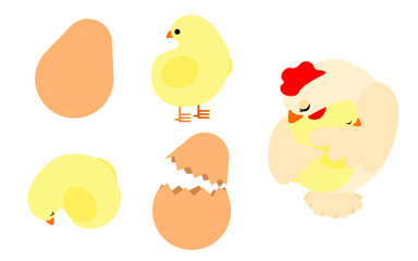 ヒヨコとニワトリのイラストのセット