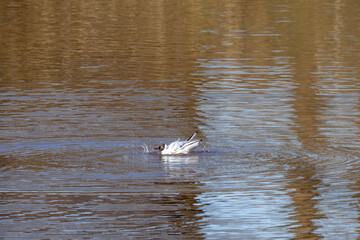 black headed gull splashing on a lake