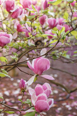 Obraz premium big beautiful magnolia flowers in early spring close up
