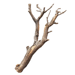Unique Twisted Tree Branch for Natural Decor on white background