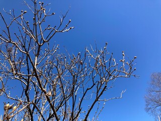 tree branches with spring buds against blue sky