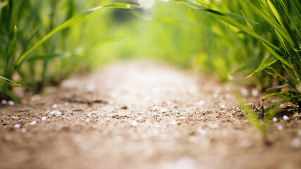 Fresh bloom in the meadow, the beauty of nature in spring