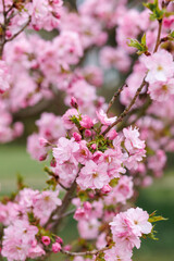 Cherry blossom close-up. Delicate pink blossoms of fruit trees in early spring