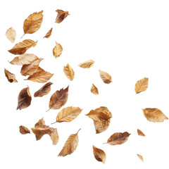 Autumn Leaves in Motion: Nature's Elegant Dance
