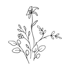 wild flower hand drawn illustration