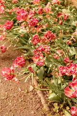 Naklejka premium Fading red-orange tulips in a flowerbed in large quantities. Late spring.
