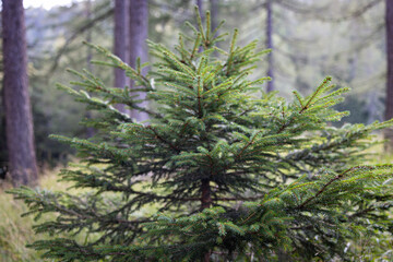 Young Spruce Tree in Lush Green Forest