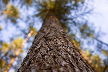 Extreme Low Angle Close-Up of Pine Tree Trunk Reaching Toward the Sky