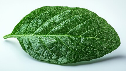 Fototapeta premium Close-up of a vibrant green leaf showcasing intricate textures and details