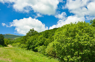 Fototapeta premium dense forest on the slopes of Teghenis mountain (Tsaghkadzor, Armenia)