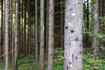 Dense Pine Forest with Tall Straight Trunks and Natural Underbrush
