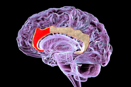 Anterior cingulate cortex in human brain, 3D illustration.