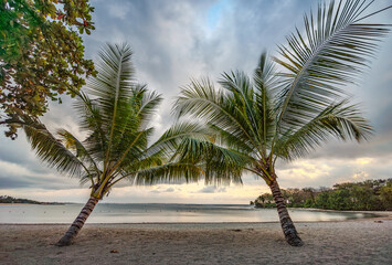 palm trees on the beach