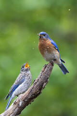 Adult male bluebird feeding juvenile perched on branch isolated on green background