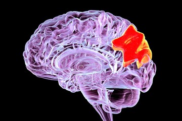 Human brain with highlighted precuneus gyrus, 3D illustration