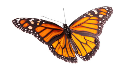 Fototapeta premium Monarch butterfly with vibrant orange and black wings on a transparent background Detailed closeup of insect showcasing nature, beauty, and metamorphosis