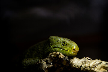 Solomon Island Skink lizard in nature