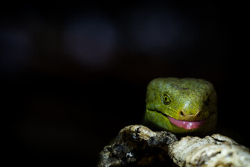Solomon Island Skink lizard in nature